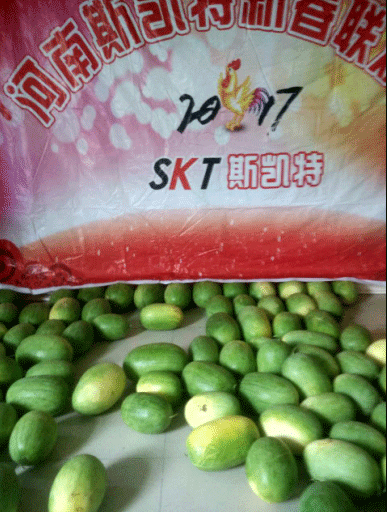 斯凯特“吃西瓜大赛”